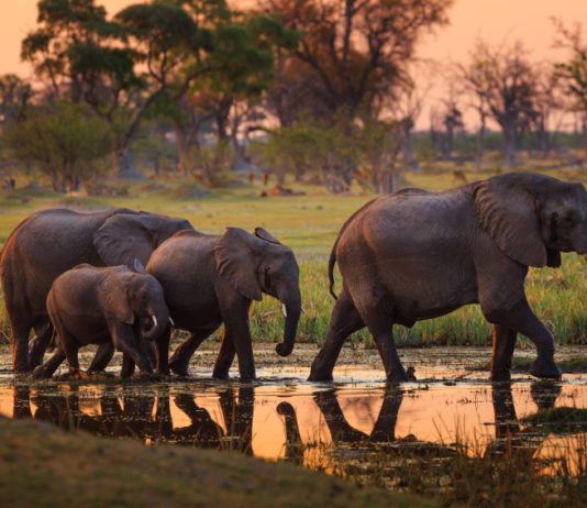 Caccia all’estero, la decisione del Botswana caccia all'estero, elefanti botswana