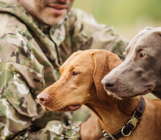 Maltrattamento animale, 5 Stelle presentano ddl che tocca i cacciatori cacciatore con due cani ddl su maltrattamento animale