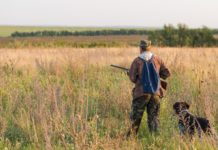 Calendario venatorio della Toscana, le proposte di Arcicaccia calendario venatorio della Toscana, cacciatore con drathaar e spaniel