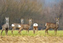 Capriolo: potenziale riproduttivo e di prelievo capriolo