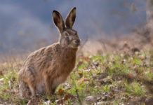 Conservazione della fauna, ecco le proposte di Face conservazione della fauna face