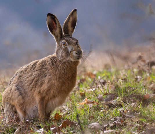 Conservazione della fauna, ecco le proposte di Face conservazione della fauna face