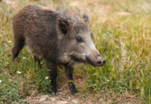 Controllo del cinghiale, la sentenza del Tar della Campania controllo del cinghiale campania