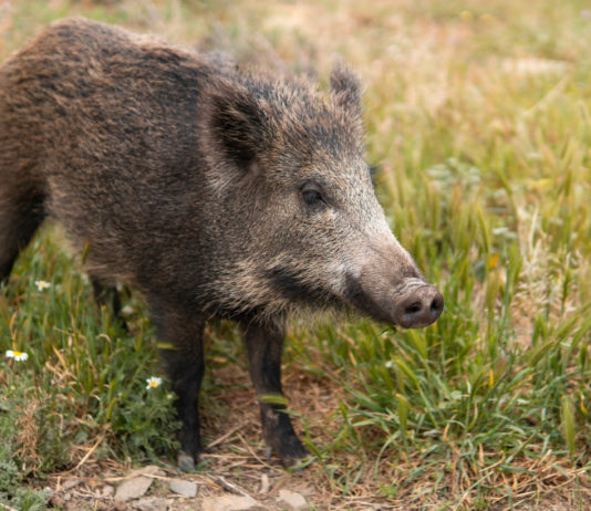 Controllo del cinghiale, la sentenza del Tar della Campania controllo del cinghiale campania
