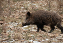Controllo faunistico, incontro cacciatori-deputati a Caccia Village controllo faunistico cinghiale gallinella caccia village