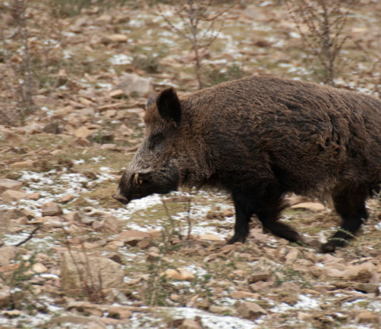Controllo faunistico, incontro cacciatori-deputati a Caccia Village controllo faunistico cinghiale gallinella caccia village