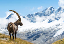Convegno sullo stambecco ad Aymavilles (AO) convegno sullo stambecco, stambecco sul gran paradiso