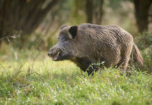 Gestione del cinghiale, sentenza del Tar della Toscana gestione del cinghiale controllo in braccata