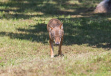 Gestione del lupo, Trentino chiederà deroga al governo gestione del lupo in Trentino