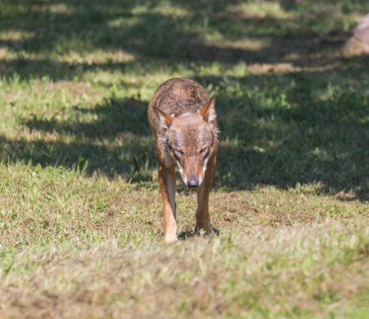 Gestione del lupo, Trentino chiederà deroga al governo gestione del lupo in Trentino