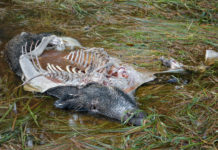 Peste suina africana: bando per la selezione di due unità cinofile peste suina africana