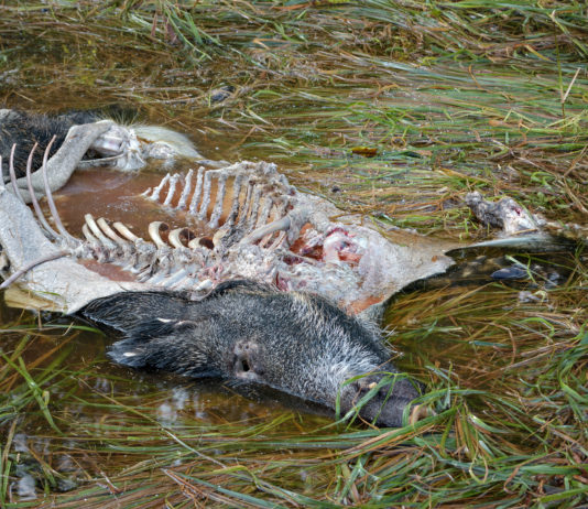 Peste suina africana: bando per la selezione di due unità cinofile peste suina africana