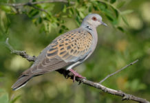 Ecco il calendario venatorio dell’Umbria tortora per calendario venatorio dell'umbria 2019 2020