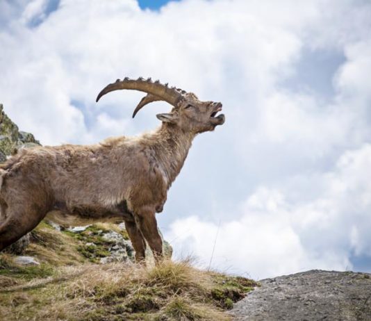 Gli stambecchi alpini e il riscaldamento globale stambecco