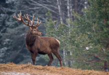 Annunciati luogo e data della 54ª assemblea Uncza 54 assemblea uncza, convegno cervo sulle alpi