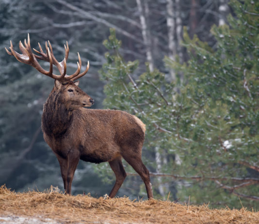 Annunciati luogo e data della 54ª assemblea Uncza 54 assemblea uncza, convegno cervo sulle alpi
