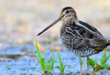 Caccia al beccaccino e al frullino, lo studio di Federcaccia Caccia al beccaccino e al frullino, lo studio di Federcaccia