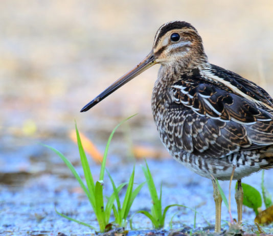 Caccia al beccaccino e al frullino, lo studio di Federcaccia Caccia al beccaccino e al frullino, lo studio di Federcaccia