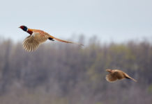 Calendario venatorio delle Marche, la posizione di Arcicaccia Calendario venatorio delle Marche, la posizione di Arcicaccia: due fagiani in volo