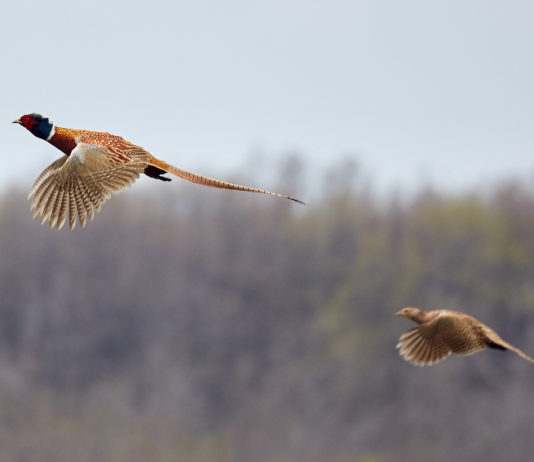 Calendario venatorio delle Marche, la posizione di Arcicaccia Calendario venatorio delle Marche, la posizione di Arcicaccia: due fagiani in volo