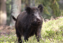 Ecco il documento conclusivo della conferenza regionale sulla caccia in Toscana caccia in Toscana: cinghiale nel bosco