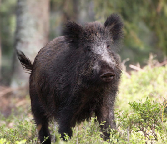 Ecco il documento conclusivo della conferenza regionale sulla caccia in Toscana caccia in Toscana: cinghiale nel bosco
