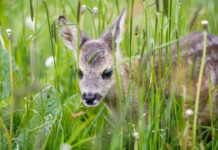 Salvare i piccoli di capriolo durante lo sfalcio dei prati, ecco il progetto di Urca Macerata Salvare i piccoli di capriolo durante lo sfalcio dei prati