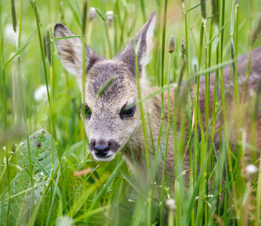 Salvare i piccoli di capriolo durante lo sfalcio dei prati, ecco il progetto di Urca Macerata Salvare i piccoli di capriolo durante lo sfalcio dei prati