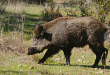 Veneto sollecita riforma della legge sulla caccia Veneto sollecita riforma della legge sulla caccia: cinghiale in primo piano