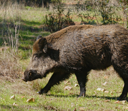 Veneto sollecita riforma della legge sulla caccia Veneto sollecita riforma della legge sulla caccia: cinghiale in primo piano