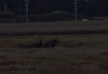 Caccia agli ungulati, il Friuli Venezia Giulia su fonti luminose e ottiche termiche caccia agli ungulati, cinghiale di notte