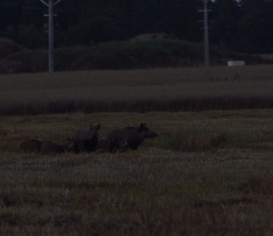 Caccia agli ungulati, il Friuli Venezia Giulia su fonti luminose e ottiche termiche caccia agli ungulati, cinghiale di notte