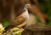 Caccia alla tortora in preapertura: Marche, la posizione dell’assessore caccia alla tortora in preapertura