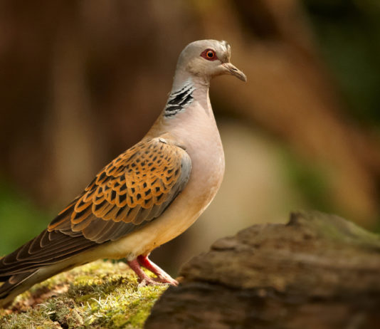 Caccia alla tortora in preapertura: Marche, la posizione dell’assessore caccia alla tortora in preapertura