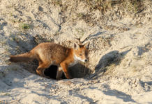 Caccia alla volpe, prelievo in tana solo in alcune circostanze caccia alla volpe in tana