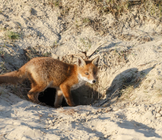 Caccia alla volpe, prelievo in tana solo in alcune circostanze caccia alla volpe in tana