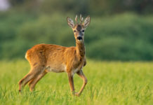 Toscana, la Regione ha deciso sulla caccia di selezione al capriolo caccia di selezione al capriolo toscana