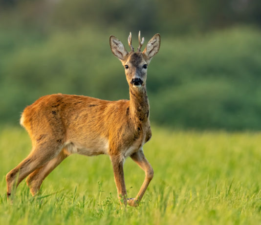Toscana, la Regione ha deciso sulla caccia di selezione al capriolo caccia di selezione al capriolo toscana