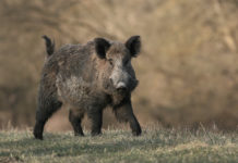 Caccia di selezione al cinghiale, si parte anche a Brescia caccia di selezione al cinghiale