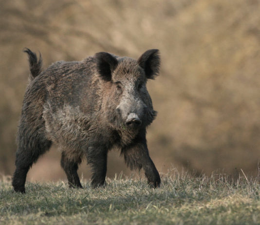 Caccia di selezione al cinghiale, si parte anche a Brescia caccia di selezione al cinghiale