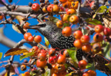 Caccia in deroga allo storno, la decisione della Toscana caccia in deroga allo storno in Toscana: storno tra le mele