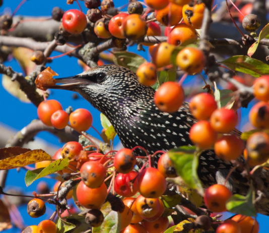 Caccia in deroga allo storno, la decisione della Toscana caccia in deroga allo storno in Toscana: storno tra le mele