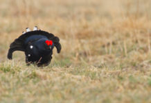 Caccia in zona Alpi, a giugno corso per abilitazione caccia in zona alpi, il gallo forcello è fauna tipica alpina
