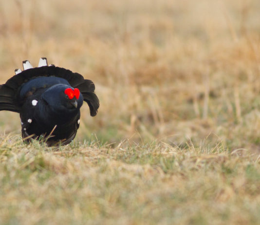 Caccia in zona Alpi, a giugno corso per abilitazione caccia in zona alpi, il gallo forcello è fauna tipica alpina