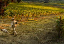 Calendario venatorio della Toscana, la CCT: ci vuole convenzione con università calendario venatorio della toscana, cacciatore con cane davanti a vigne della val d'orcia