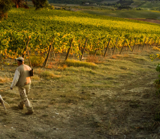 Calendario venatorio della Toscana, la CCT: ci vuole convenzione con università calendario venatorio della toscana, cacciatore con cane davanti a vigne della val d'orcia
