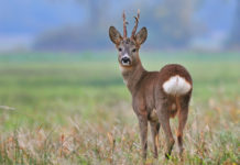 Caccia in Piemonte, Federcaccia prende posizione capriolo visto da dietro, caccia in piemonte