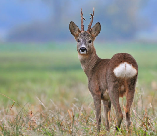 Caccia in Piemonte, Federcaccia prende posizione capriolo visto da dietro, caccia in piemonte