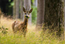 Cacciare a Palla luglio 2019 in edicola dal 17 giugno capriolo nel bosco, copertina cacciare a palla luglio 2019