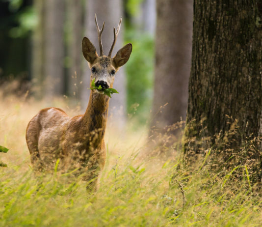 Cacciare a Palla luglio 2019 in edicola dal 17 giugno capriolo nel bosco, copertina cacciare a palla luglio 2019